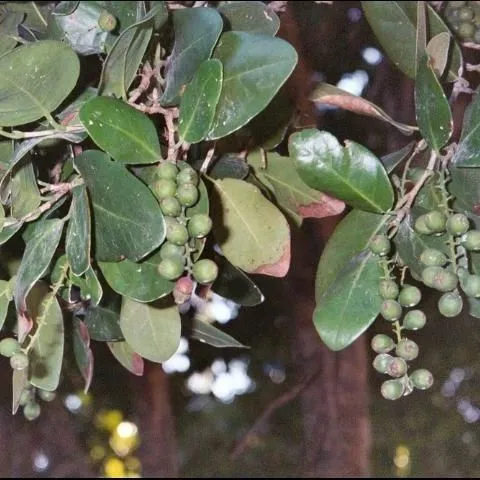 thumbnail for publication: Tropical Hardwood Hammocks in Florida